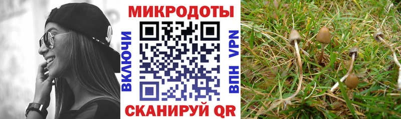Галлюциногенные грибы Cubensis  нарко площадка как зайти  Суджа  сколько стоит 
